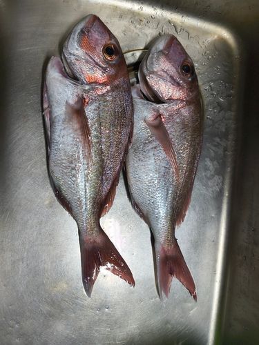 マダイの釣果
