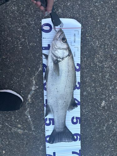 ヒラスズキの釣果