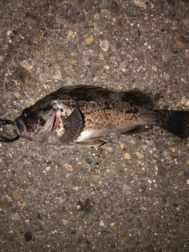 クロソイの釣果