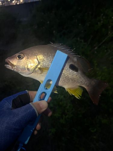 クロホシフエダイの釣果
