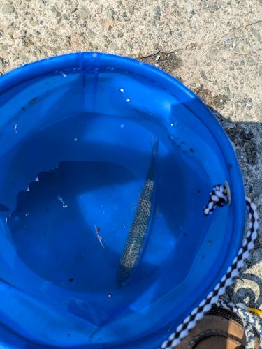 ゴマサバの釣果