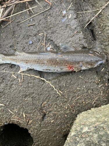 釣果