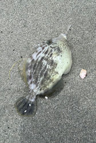カワハギの釣果