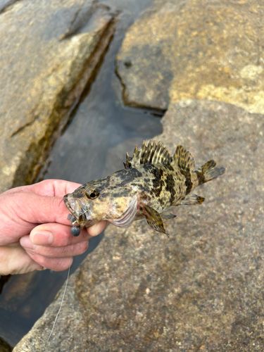 タケノコメバルの釣果