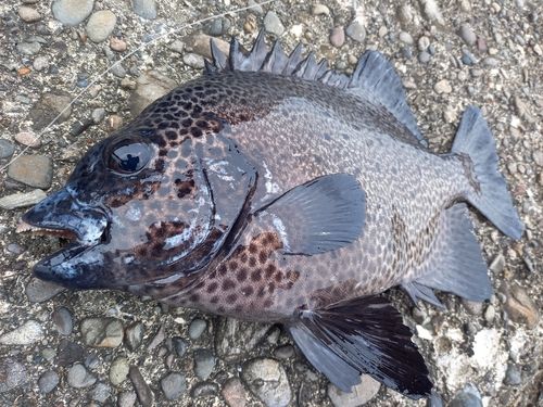 イシガキダイの釣果