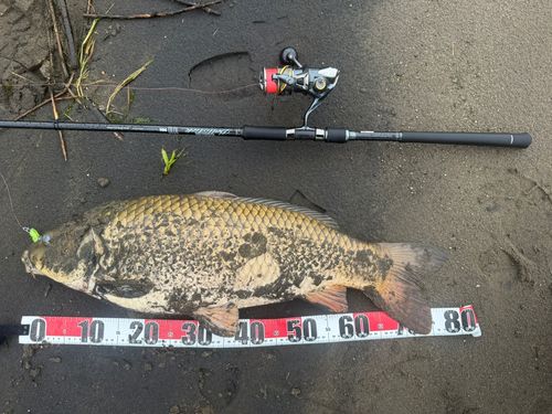コイの釣果