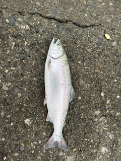 サクラマスの釣果