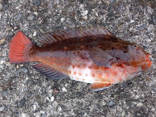 イガミの釣果