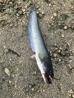 ナマズの釣果