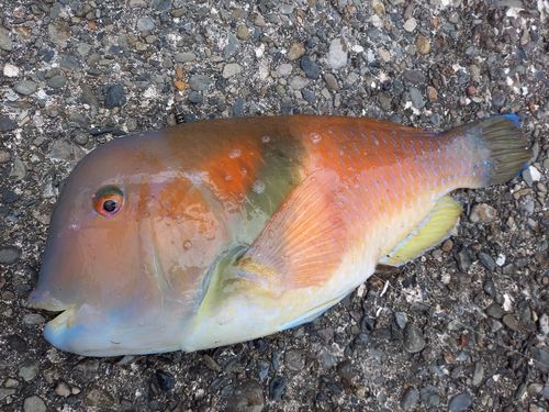 イラの釣果