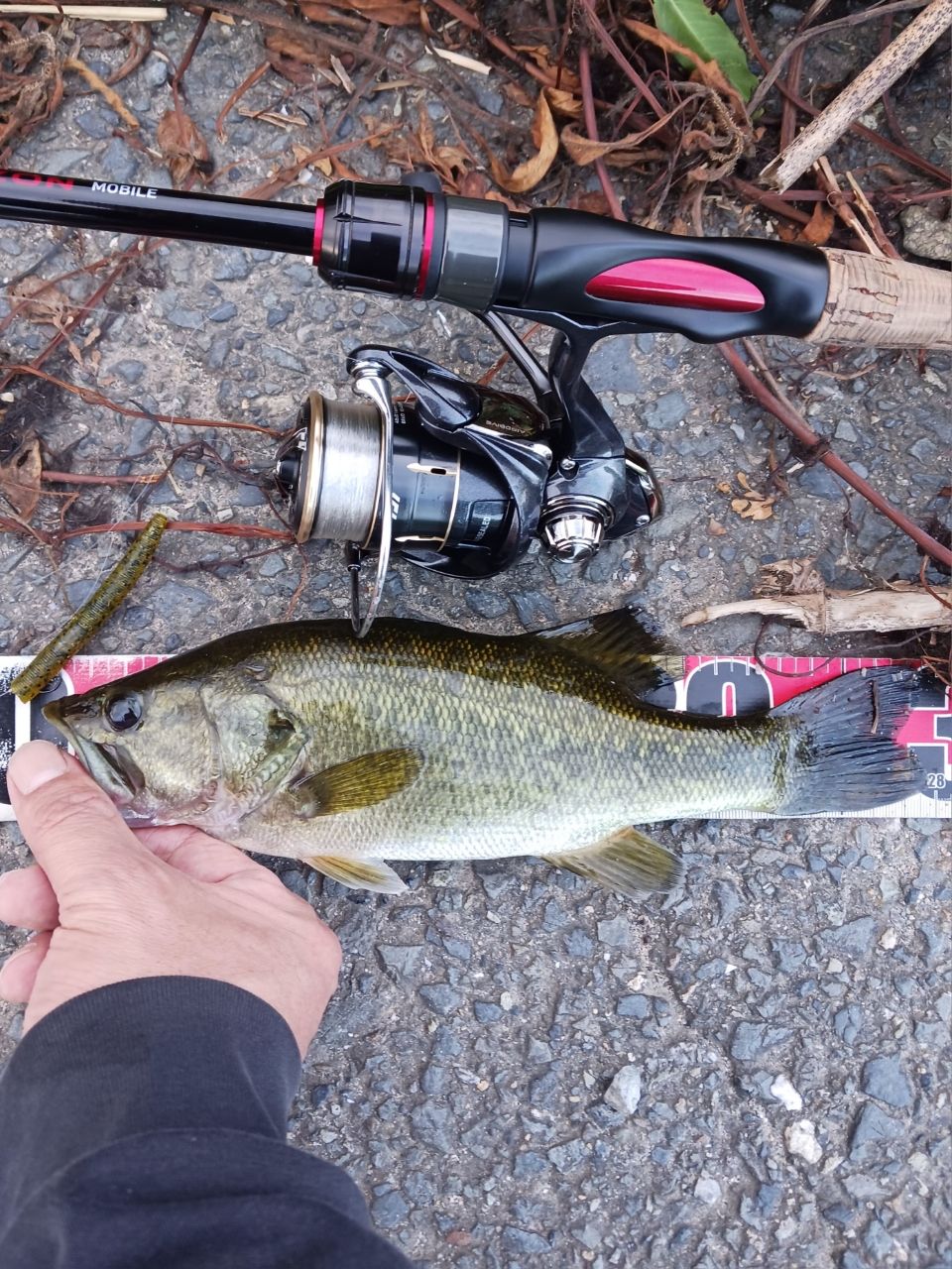DAIWA 20ブレイゾン モバイル 666TLSの最安値・インプレ・釣果 | 本音