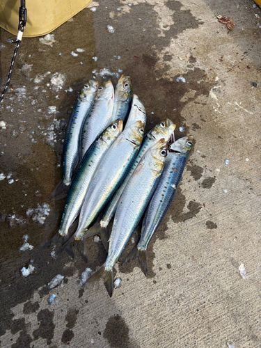 マイワシの釣果