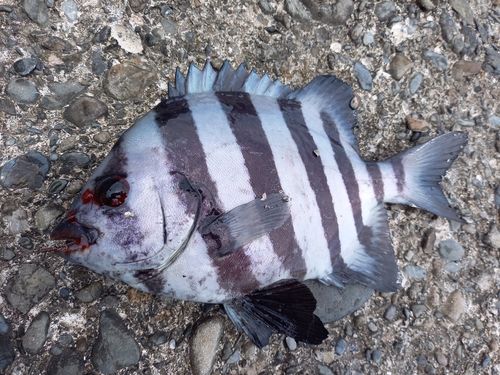 イシダイの釣果