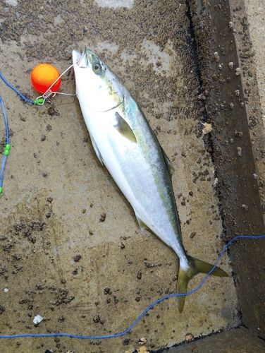 ヤズの釣果