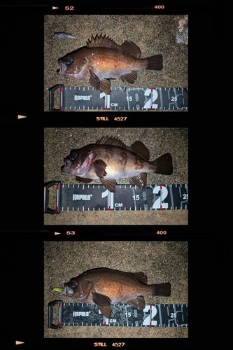 メバルの釣果