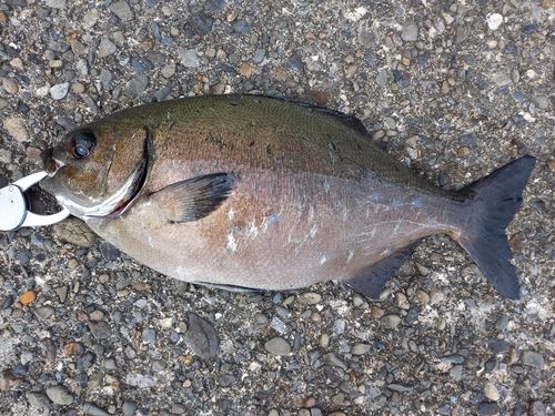 イスズミの釣果
