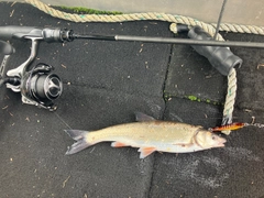 ウグイの釣果