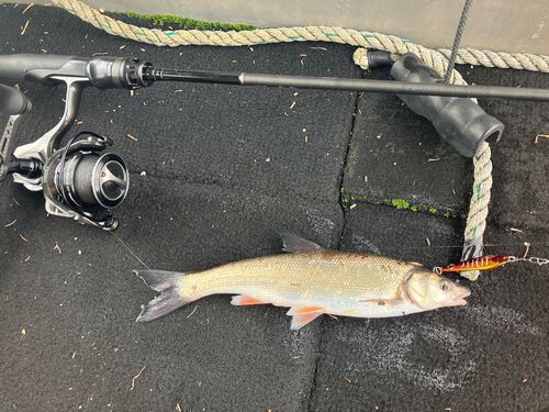 ウグイの釣果