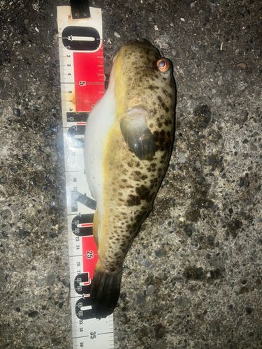 フグの釣果
