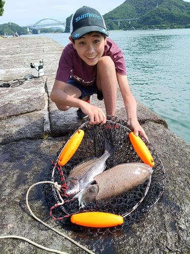 モンゴウイカの釣果