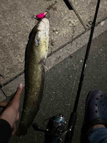 ナマズの釣果