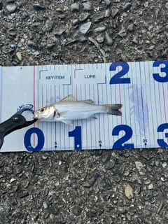 セイゴ（ヒラスズキ）の釣果