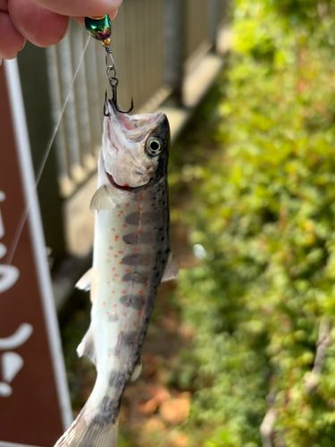 ヤマメの釣果