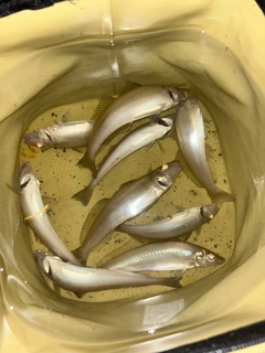 キスの釣果