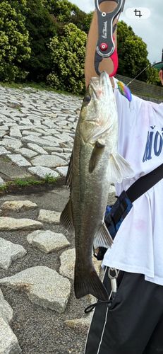 フッコ（マルスズキ）の釣果