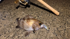 シロメバルの釣果