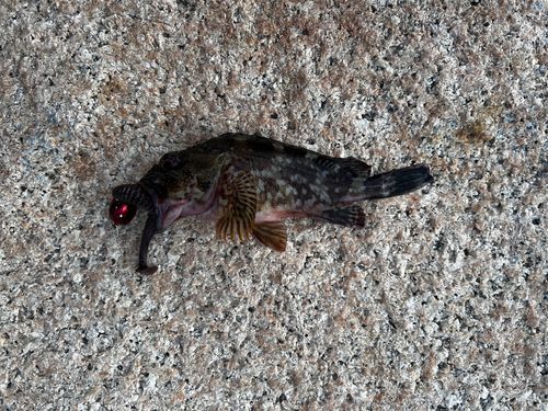 キジハタの釣果