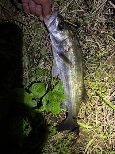 セイゴ（マルスズキ）の釣果