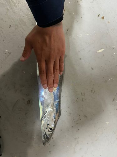 タチウオの釣果