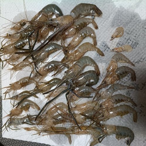 テナガエビの釣果