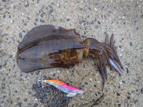 アオリイカの釣果