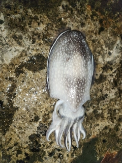 シリヤケイカの釣果
