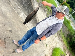 ライギョの釣果