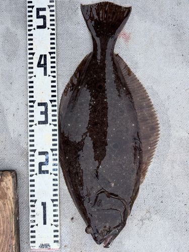 ヒラメの釣果