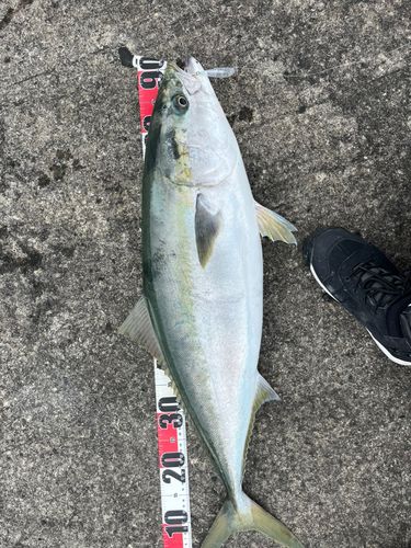 ブリの釣果