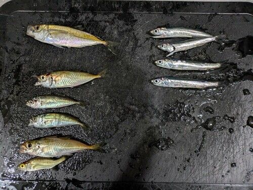 アジの釣果
