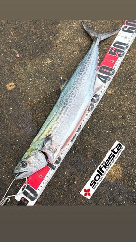 サワラの釣果