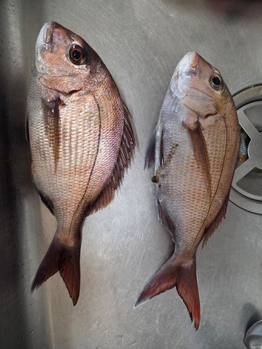 タイの釣果