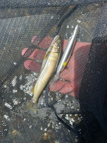 アユの釣果