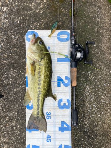 ラージマウスバスの釣果