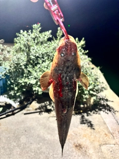 マゴチの釣果