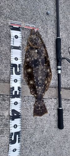 ヒラメの釣果