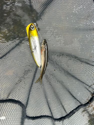 アユの釣果