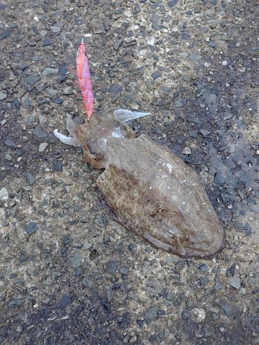 モンゴウイカの釣果
