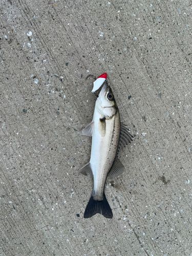 セイゴ（ヒラスズキ）の釣果