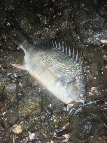 キビレの釣果